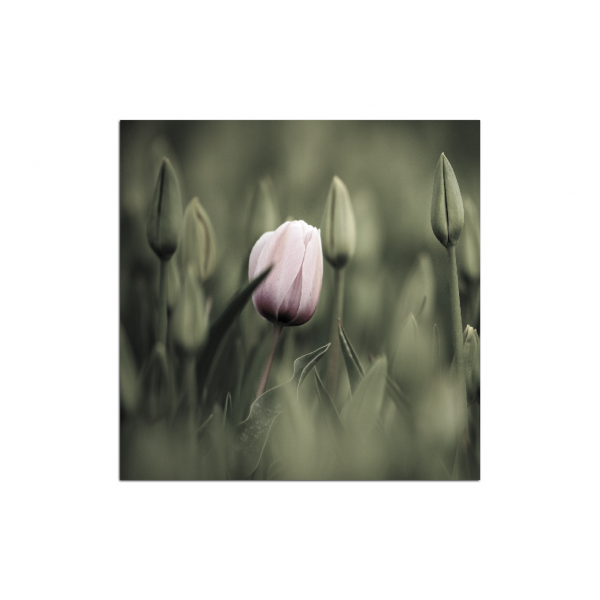 Obraz na plátně - Růžový kvetoucí tulipán - čtverec... 